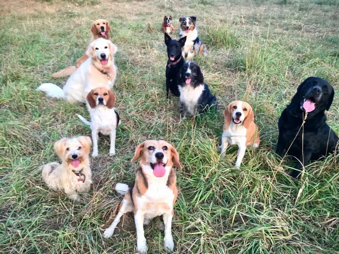 Chiens du refuge i love my dog en liberté
